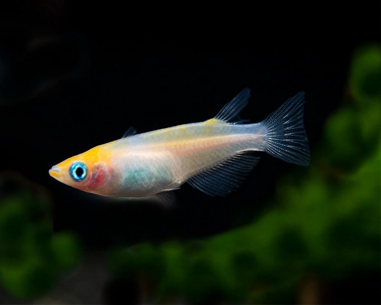 Red and White Madaka Ricefish - Oryzias Latipes ~ 1cm - 2cm